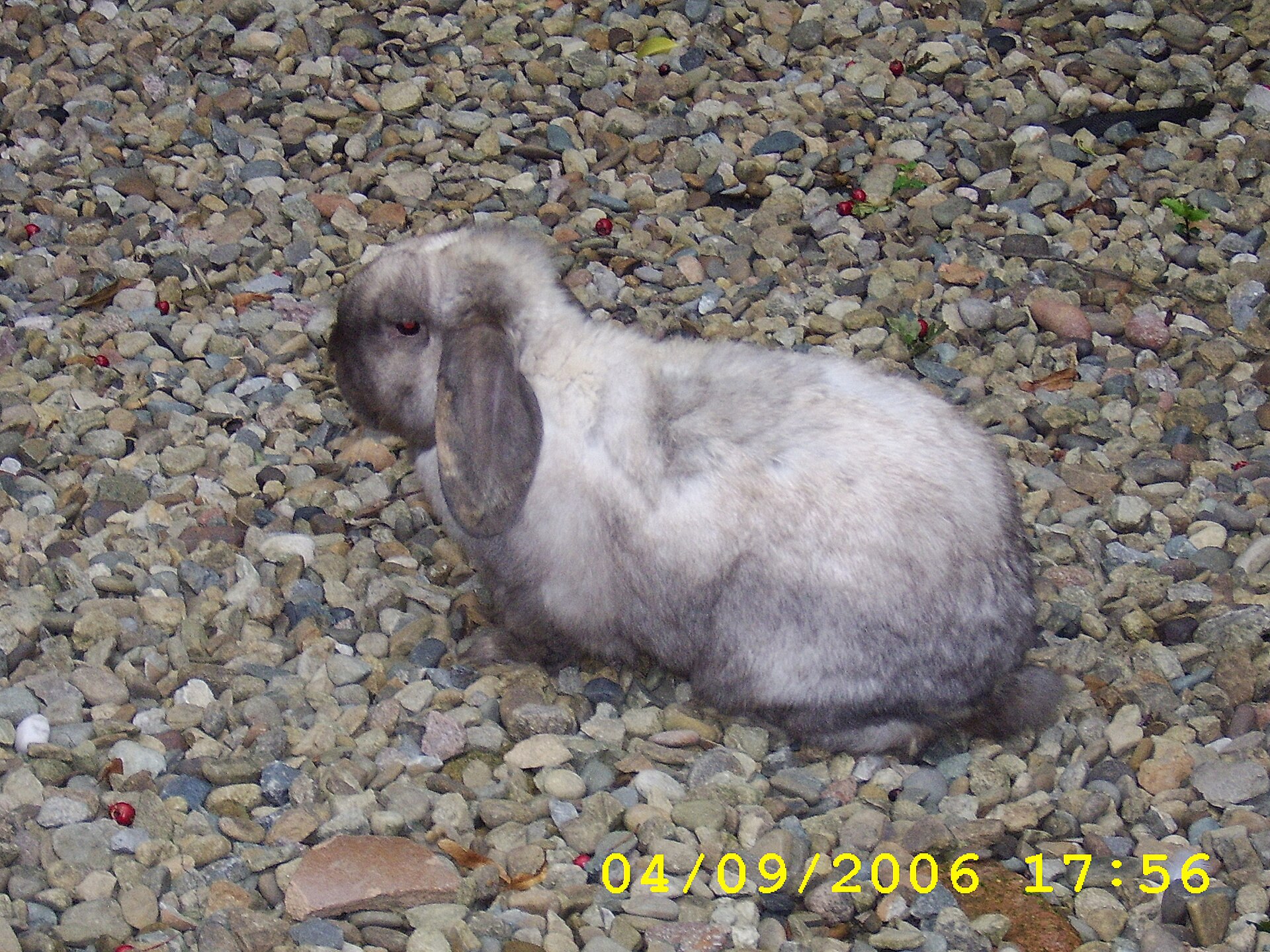 A grey and white lop-eared pet rabbit sitting outdoors